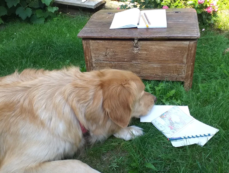 Hund liegt entspannt im Garten neben aufgeschlagenen Schulheften